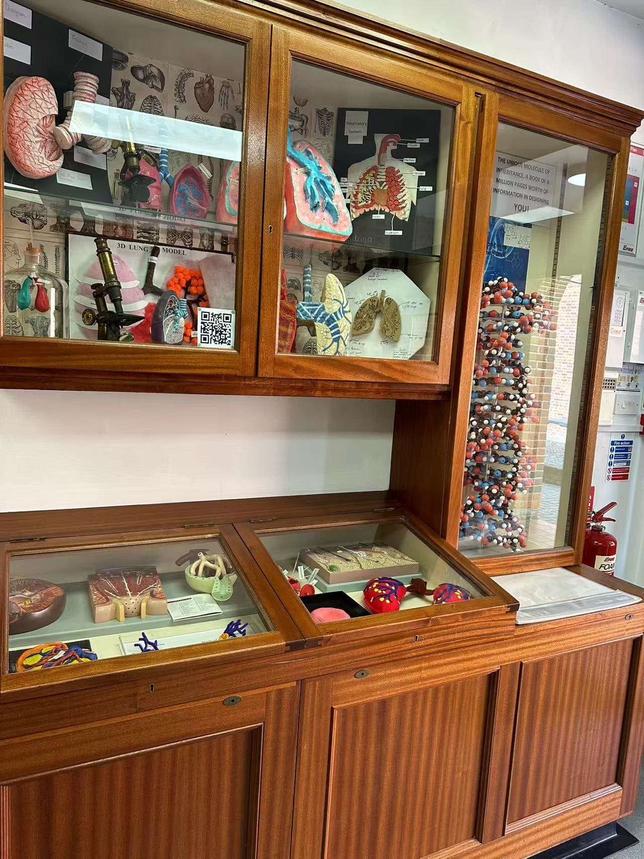 A school science department cabinet of anatomical models